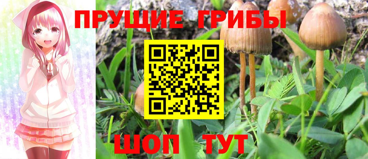 Псилоцибиновые грибы GOLDEN TEACHER  Псилоцибиновые грибы прущие грибы  Вход с VPN  Пушкино 